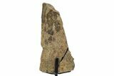 Fossil Triceratops Limb Section w/ Metal Stand - South Dakota #354295-1